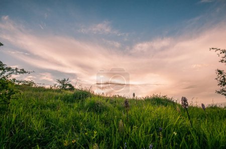 Photo for Orange sunset and  spring meadow - Royalty Free Image