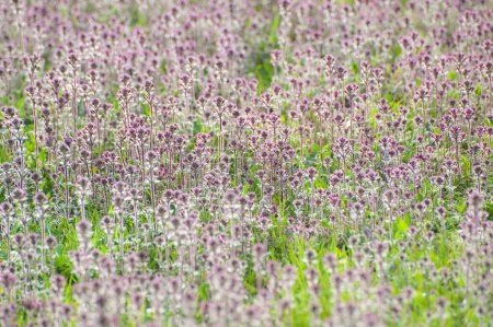 Photo for Meadows in bloom at spring - Royalty Free Image