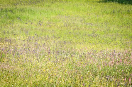 Téléchargez les photos : Prairies en fleurs au printemps - en image libre de droit