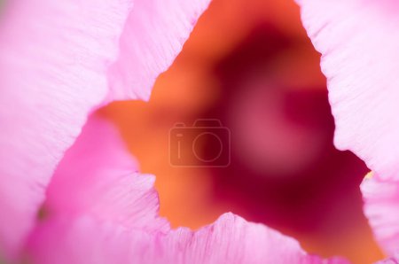 Photo for Peony bloom at spring, macro photography of peony plants, - Royalty Free Image