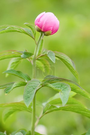Foto de Flor de peonía en primavera, macrofotografía de plantas de peonía, - Imagen libre de derechos