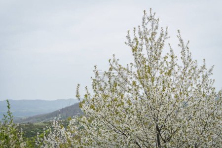 Foto de Flores de cerezo en flor de primavera, cerezos y ramas llenas de flores - Imagen libre de derechos