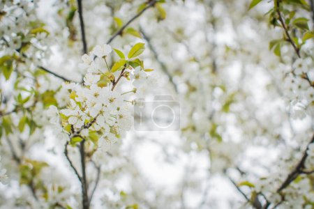 Foto de Fiori di ciliegio primo piano, rami di ciliegio pieni di fiori - Imagen libre de derechos