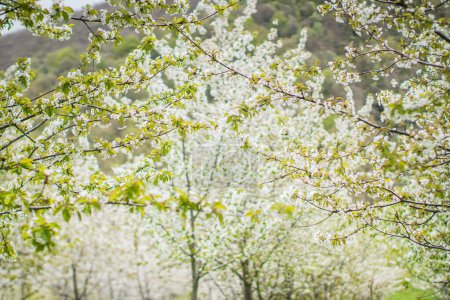 Téléchargez les photos : Les cerisiers en fleurs au printemps, les cerisiers et les branches pleines de fleurs - en image libre de droit