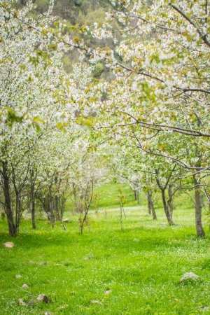 Foto de Flores de cerezo en flor de primavera, cerezos y ramas llenas de flores - Imagen libre de derechos