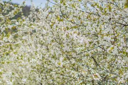 Téléchargez les photos : Les cerisiers en fleurs au printemps, les cerisiers et les branches pleines de fleurs - en image libre de droit