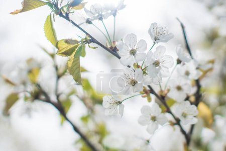 Photo for Fiori di ciliegio primo piano, rami di ciliegio pieni di fiori - Royalty Free Image