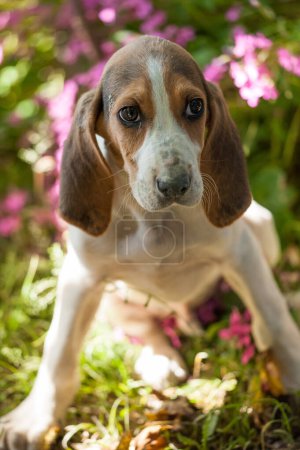 Photo for The Anglo French puppy hunting dog is al fresco with its sweet eyes - Royalty Free Image