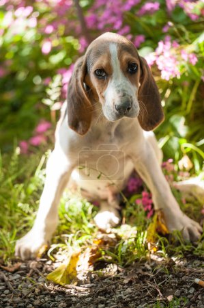 Téléchargez les photos : Le chien de chasse au chiot français anglo est en plein air avec ses yeux doux - en image libre de droit