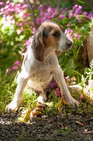 Foto de El perro de caza anglo francés cachorro es al aire libre con sus ojos dulces - Imagen libre de derechos