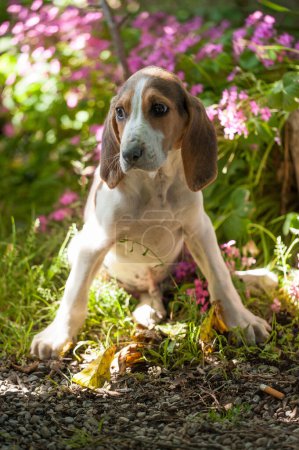 Foto de El perro de caza anglo francés cachorro es al aire libre con sus ojos dulces - Imagen libre de derechos