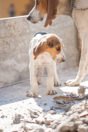 Téléchargez les photos : Le chien de chasse au chiot français anglo est en plein air avec ses yeux doux - en image libre de droit