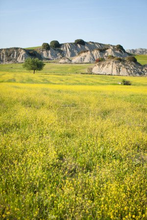 Foto de Prados en flor en las tierras baldías en primavera, prados amarillos en primavera - Imagen libre de derechos
