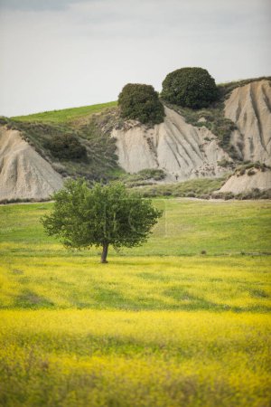 Téléchargez les photos : Prairies en fleurs dans les badlands au printemps, prairies jaunes au printemps - en image libre de droit