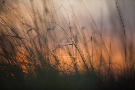 Téléchargez les photos : Prairies au coucher du soleil dans le sud de l'Italie - en image libre de droit