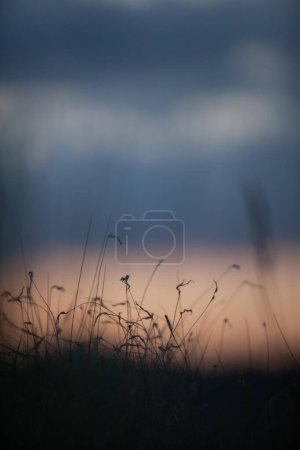 Photo for Meadows at sunset in southern Italy - Royalty Free Image