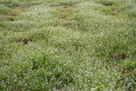 Téléchargez les photos : Prairies en fleurs au printemps - en image libre de droit