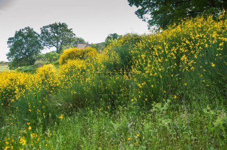 Foto de Arbustos de arbustos en flor, flores amarillas floreciendo en primavera - Imagen libre de derechos