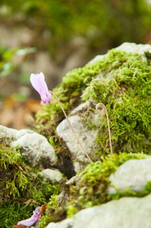Téléchargez les photos : Gros plan sur la floraison saisonnière du cyclamen en forêt - en image libre de droit