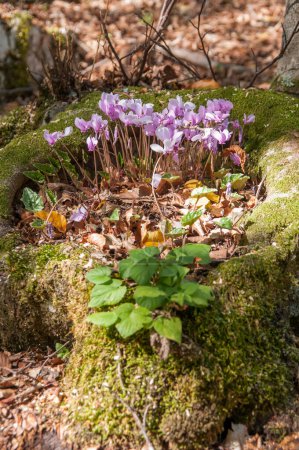 Photo for Seasonal flowering of cyclamens in forest - Royalty Free Image