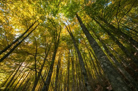 Foto de Follaje en el bosque durante la temporada de otoño, otoño en la madera de haya - Imagen libre de derechos