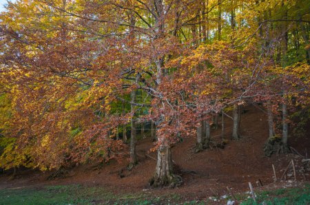 Téléchargez les photos : Feuillage dans la forêt pendant la saison d'automne, explosion des couleurs dans la forêt d'automne - en image libre de droit