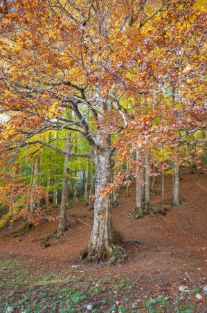 Foto de Follaje en el bosque durante la temporada de otoño, explosión de colores en el bosque de otoño - Imagen libre de derechos