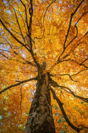 Téléchargez les photos : Hêtre séculaire éclairé par les rayons du soleil en plein feuillage d'automne, arbre ancien en pleine période d'automne en plein feuillage - en image libre de droit
