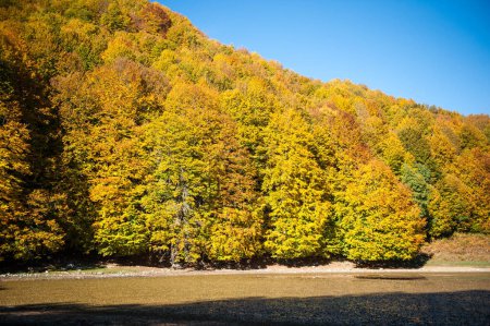 Photo for The forest and the lake in the autumn period in full foliage, mountain valley with lake and forest in the autumn period of the foliage - Royalty Free Image
