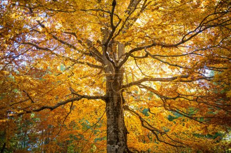 Photo for Secular beech lit by the sun's rays in full autumn foliage, ancient tree in the autumn period in full foliage - Royalty Free Image