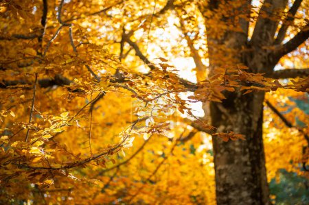 Photo for Secular beech lit by the sun's rays in full autumn foliage, ancient tree in the autumn period in full foliage - Royalty Free Image