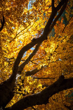 Foto de Haya secular iluminada por los rayos del sol en follaje otoñal completo, árbol antiguo en el período otoñal en follaje completo - Imagen libre de derechos