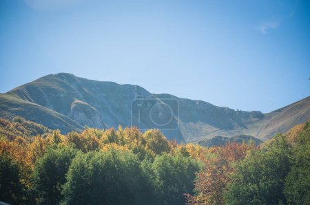 Téléchargez les photos : Feuillage dans la forêt pendant la saison d'automne, explosion des couleurs dans la forêt d'automne - en image libre de droit