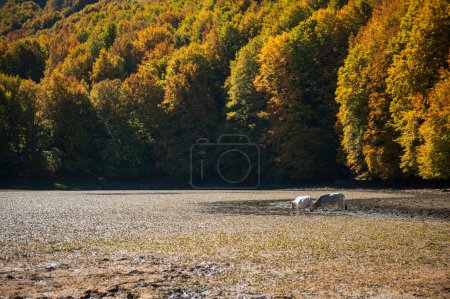 Photo for Cows in the wild are drinking in the mountain lake during the autumn, the forest and the lake in the autumn period in full foliage, mountain valley with lake and forest in the autumn period of the foliage and cows - Royalty Free Image