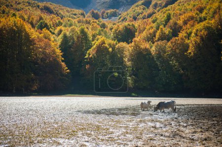 Téléchargez les photos : Vaches sauvages boivent dans le lac de montagne à l'automne, la forêt et le lac à l'automne en feuillage complet, vallée de montagne avec lac et forêt à l'automne période du feuillage et les vaches - en image libre de droit