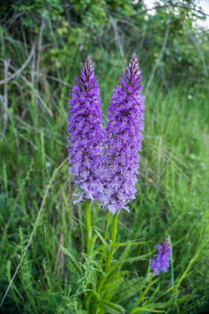 Photo for Wild orchids in the meadow at spring dactylorhiza maculata - Royalty Free Image