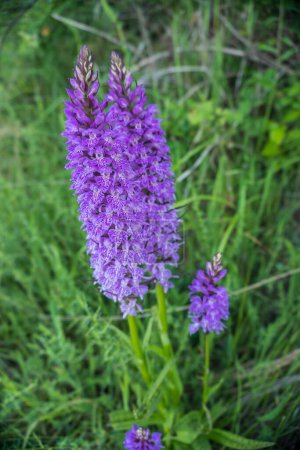 Photo for Wild orchids in the meadow at spring dactylorhiza maculata - Royalty Free Image
