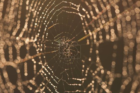 Téléchargez les photos : Toile d'araignée au coucher du soleil - en image libre de droit