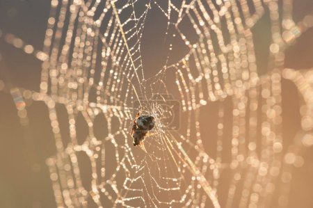 Photo for Spider eats prey at sunset - Royalty Free Image