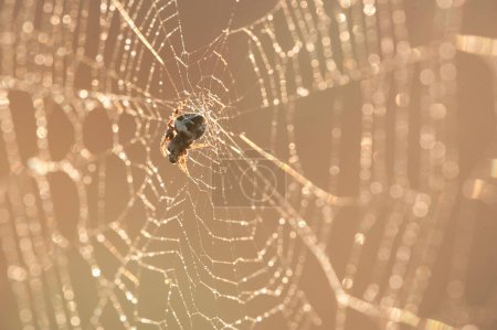 Téléchargez les photos : Araignée mange proie au coucher du soleil - en image libre de droit
