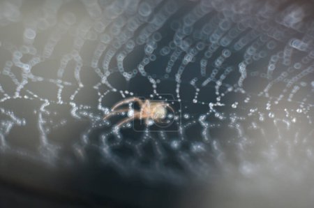 Téléchargez les photos : L'araignée court sur la toile d'araignée humide - en image libre de droit
