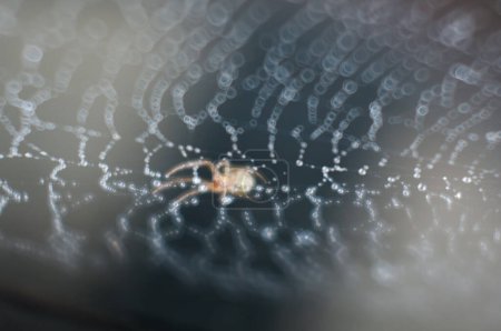 Téléchargez les photos : L'araignée court sur la toile d'araignée humide - en image libre de droit