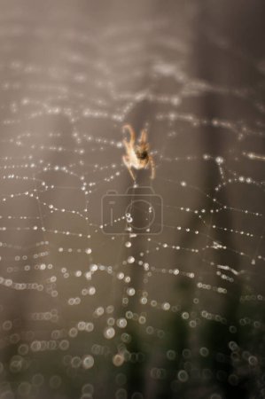 Téléchargez les photos : L'araignée tisse la toile avec la rosée - en image libre de droit