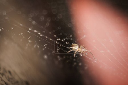 Photo for Spider on the cobweb in the middle of water drops - Royalty Free Image