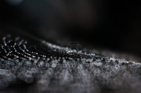 Photo for Dew drops on the cobweb - Royalty Free Image