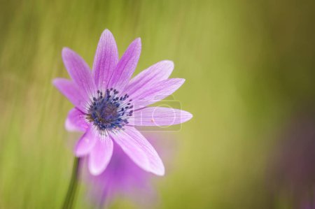 Photo for Bloom of purple anemones - Royalty Free Image