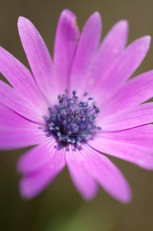 Téléchargez les photos : Floraison d'anémones violettes - en image libre de droit