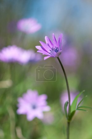 Foto de Floración de anémonas púrpuras - Imagen libre de derechos