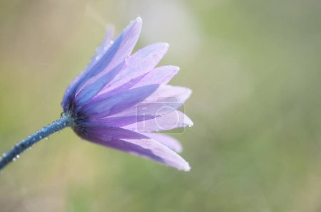 Téléchargez les photos : Floraison d'anémones violettes - en image libre de droit