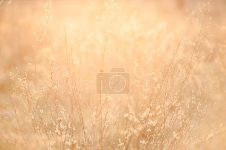 Foto de Malas hierbas contra la luz al atardecer - Imagen libre de derechos